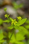 Blisterwort <BR>Hooked Buttercup